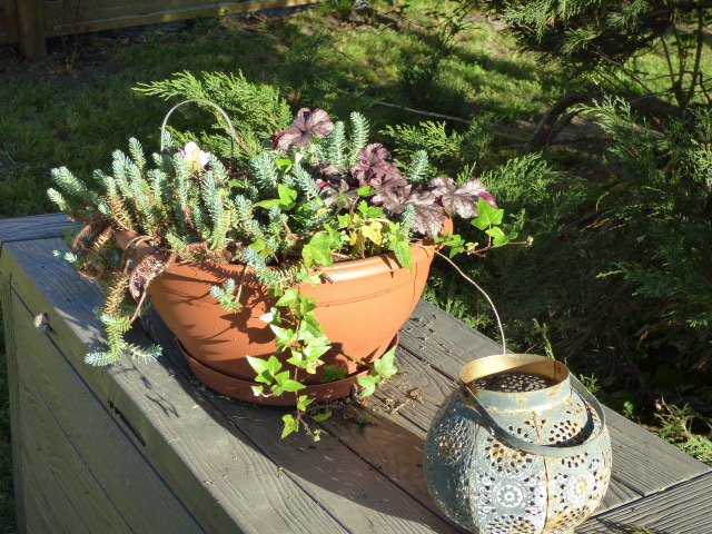 Petite plante au Coeur des Vignes Pauillac