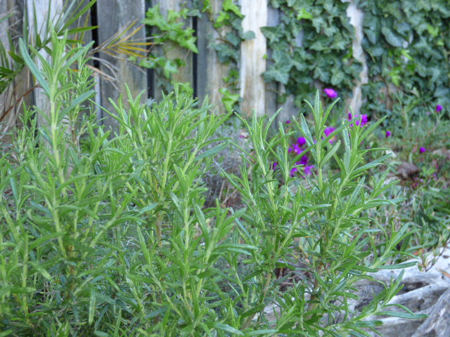 Romarin au Coeur des Vignes Pauillac